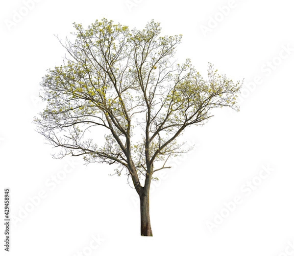 Fototapeta Maple tree isolated on white background, cut out tree