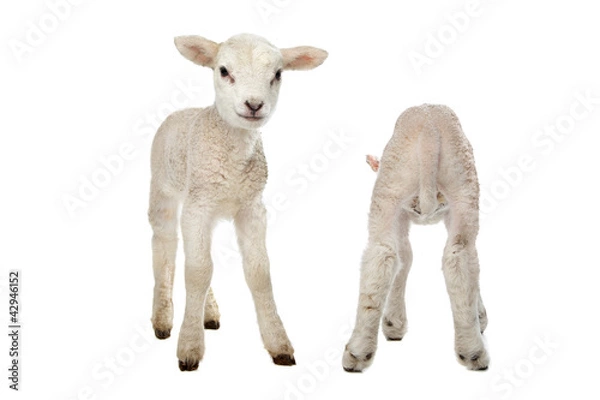 Fototapeta Two little lambs