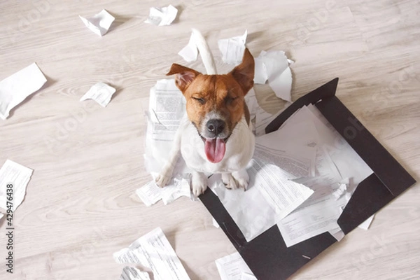 Fototapeta Bad dog making mess with important work documents. Naughty pet at home. Bad puppy waiting for punishment
