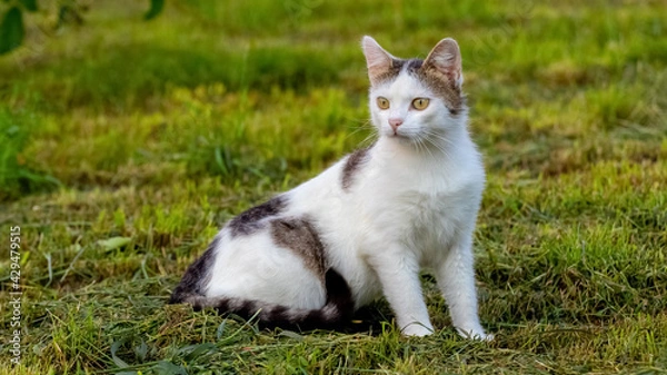 Fototapeta A young cat sits in the garden on the grass and stares into the distance