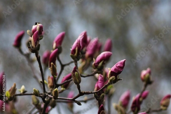Obraz Blooming Magnolia at the Botanical Garden