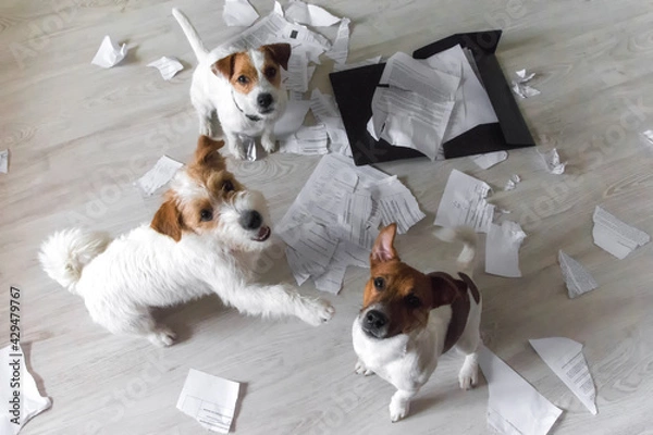 Fototapeta Bad Dogs in the mess sitting and looking up on their owner. One dog points to other with his paw. Naughty pets home alone