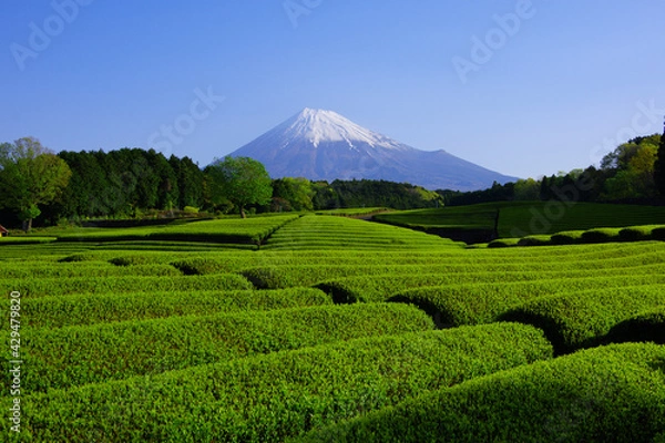 Fototapeta Green tea field and Mt. Fuji from Obuchi Sasaba in Fuji City Japan 04/20/2021