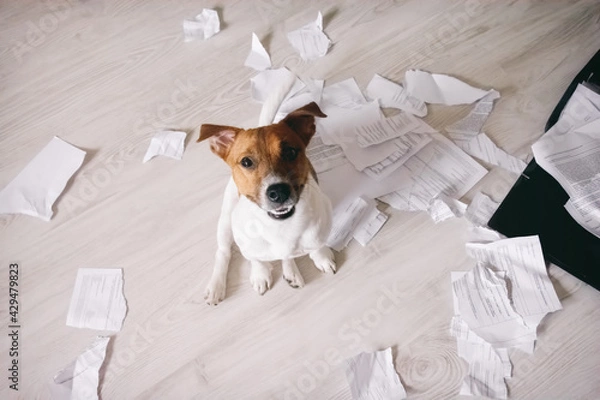 Fototapeta Happy dog shred important paper documents. Bad puppy made a mess in the room. Leave alone naughty pet at home