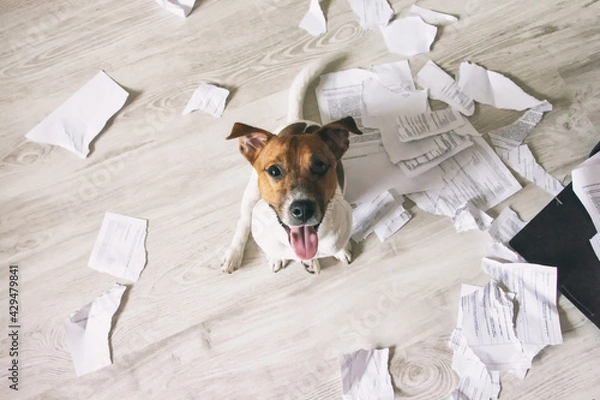 Fototapeta Naughty Dog made mess on the floor. Bad puppy torn paper documents in pieces. Bad pet sitting,  looking up on his owner