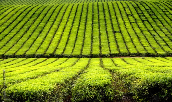 Obraz tea plantation