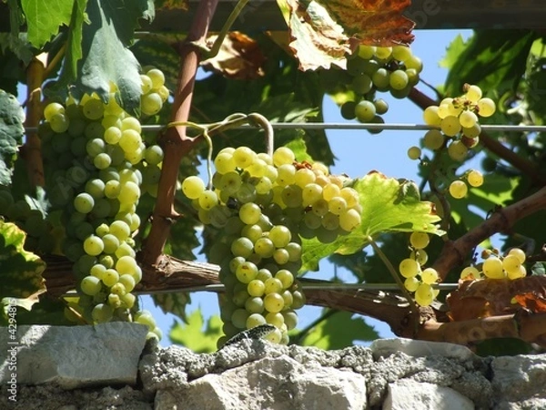 Obraz Grapes, growing grapevines