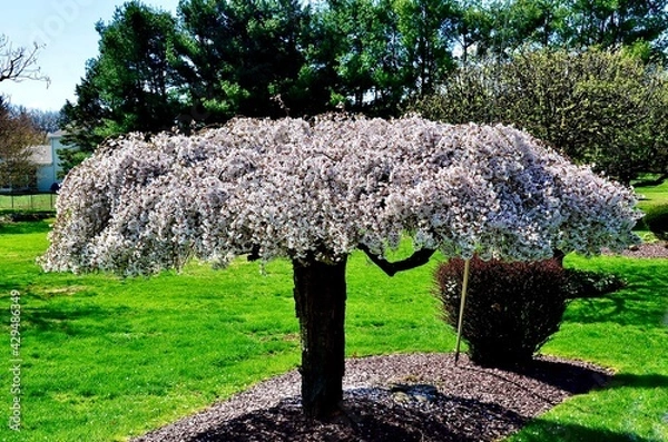 Fototapeta Prunus pendula 'Snow Fountain'. Common Name is Weeping White Cherry. A gorgeous photogenic flowering tree and gardening landscape in residential neighborhood. Dwarf umbrella tree.