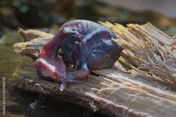 Fototapeta Dead chick