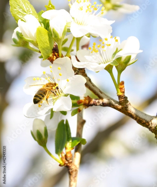 Fototapeta Blooming plum branch with bee