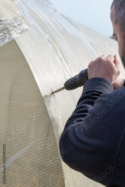 Fototapeta A man disassembles an old transparent plastic greenhouse for vegetables, fruits and other plants. Tighten the screws with a screwdriver. The technology of installation with your own hands.