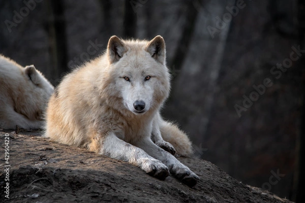 Obraz Arctic wolf (Canis lupus arctos)