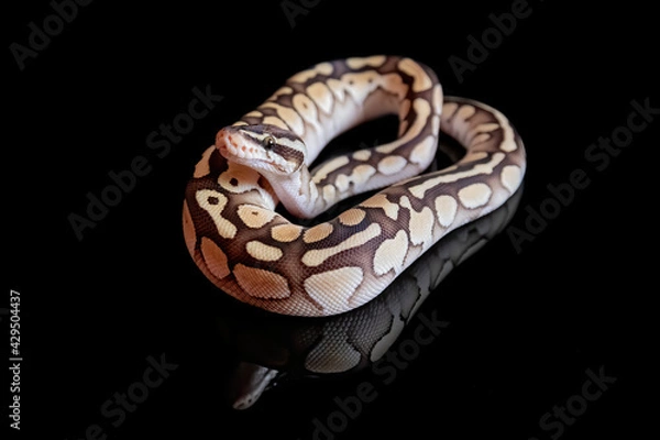 Obraz Ball python (Butter Pastel) (python regius)
