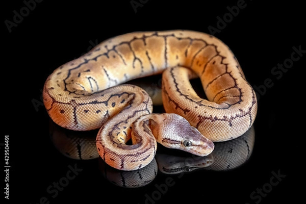 Obraz Ball python (Lemon Blast) (python regius)