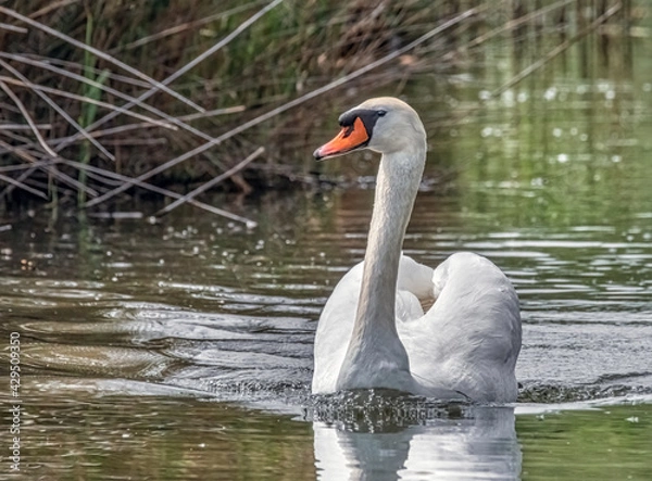 Obraz Schwimmender Schwan im See