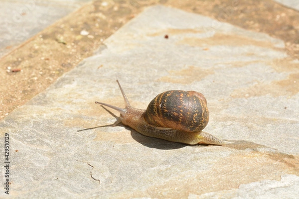 Obraz Caracol buscando su sustento