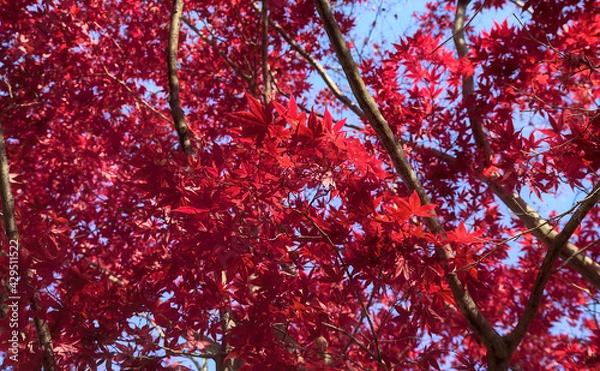 Obraz Looking up at the bright red maple leaves of an autumnal canopy under a blue sky