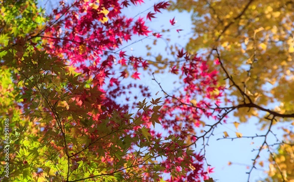 Obraz Selective focus on the lowest of several layers of colorful Japanese maple leaves under a clear blue sky in autumn