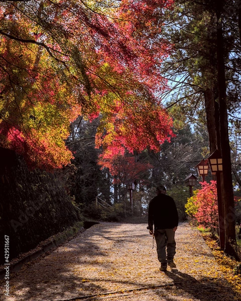 Obraz View from behind a man climbing a paved slope under a vibrant canopy of red and gold autumnal maple leaves on a sunny morning