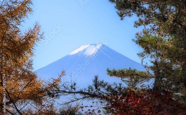 Obraz View of Mount Fuji through a break in the canopy of an autumnal forest under a blue sky