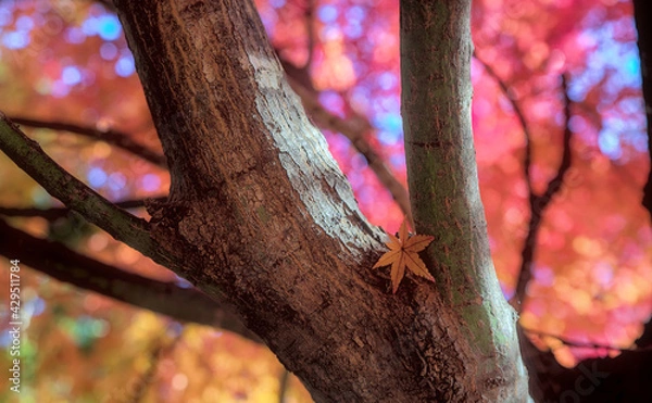Obraz Selective focus on a single maple leaf in the crook of two branches of a tree, with a colorful autumnal canopy and blue sky visible in the background