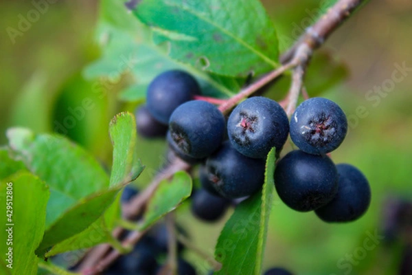 Fototapeta Close up of a chokeberry on a branch with a leaf around. Beautiful aronia berries. Macro of chokeberry. Aronia.