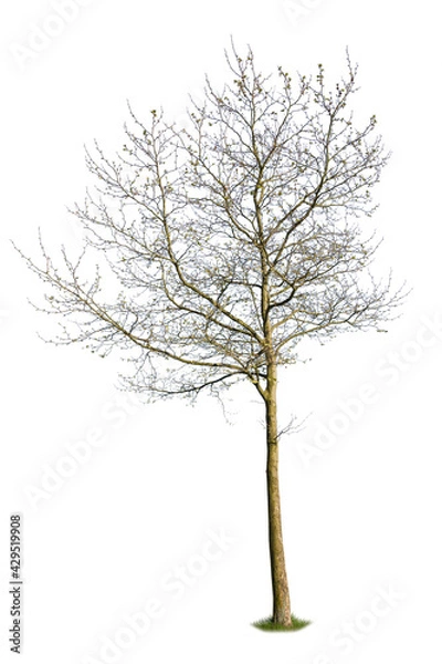 Obraz Deciduous tree pre blooming during spring season, cutout tree