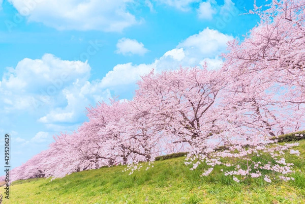 Fototapeta 青空と満開の桜