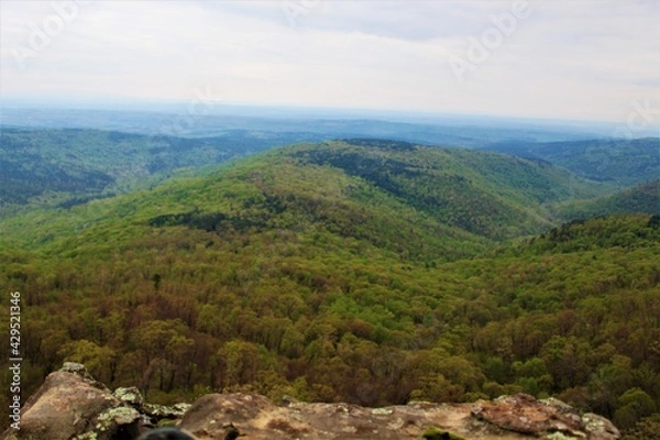 Obraz Beautiful green forest in the Ozarks.