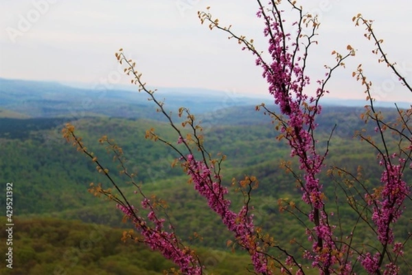 Obraz Flower on forest floor.
