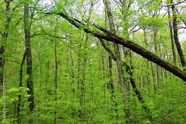 Obraz Beautiful green forest in the Ozarks.