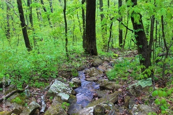 Obraz Beautiful mountain stream in the Ozarks.
