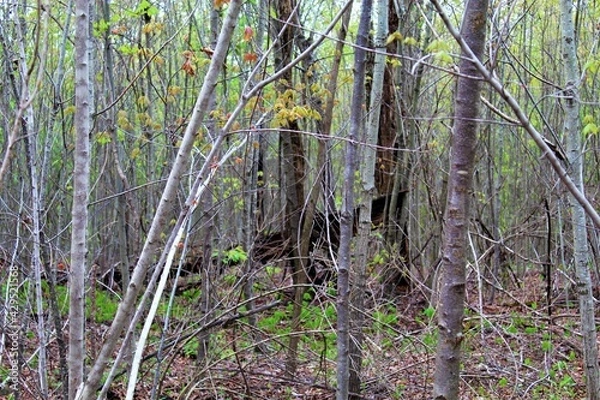 Obraz Beautiful green forest in the Ozarks.