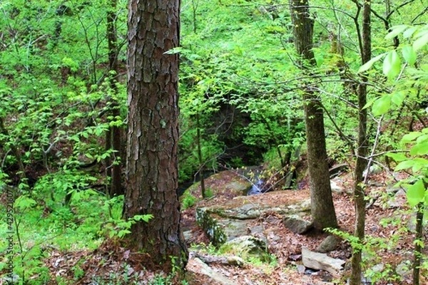 Obraz Beautiful green forest in the Ozarks.