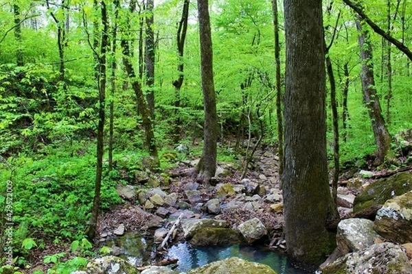 Obraz Beautiful mountain stream in the Ozarks.