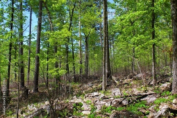 Obraz Beautiful green forest in the Ozarks.