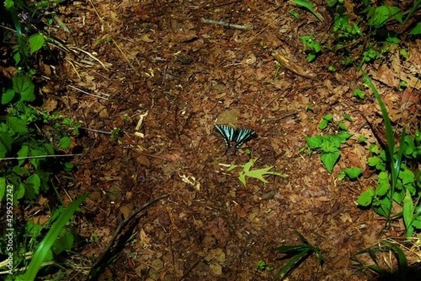 Obraz Butterfly on ground with  foliage.