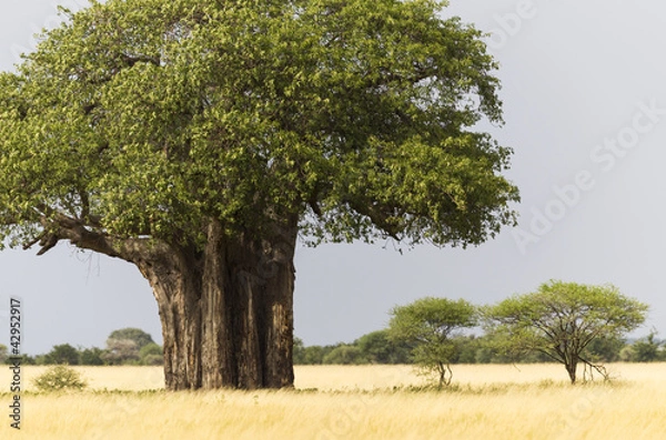Obraz African Baobab