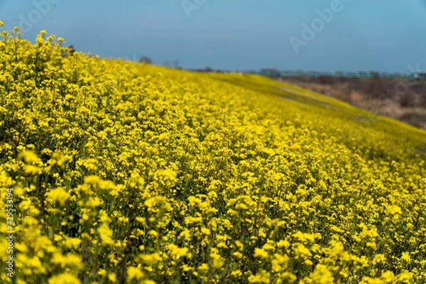 Fototapeta 菜の花