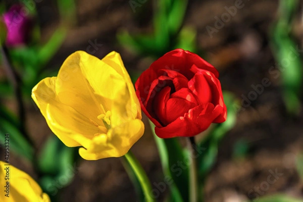 Obraz チューリップ