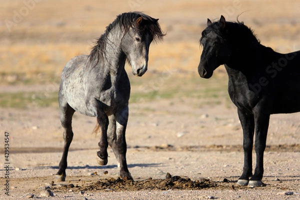 Fototapeta High stepper