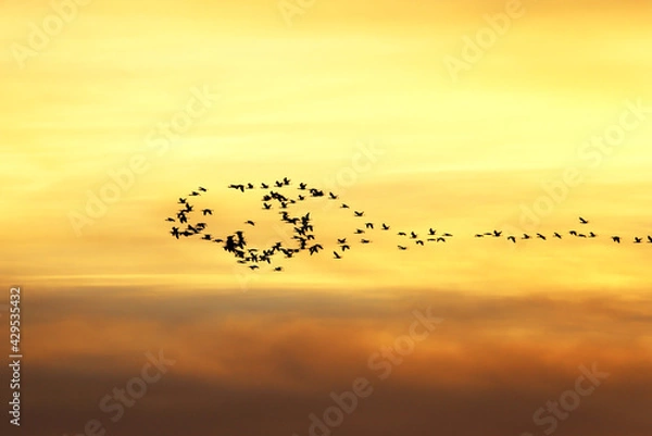 Fototapeta Sky Dancers