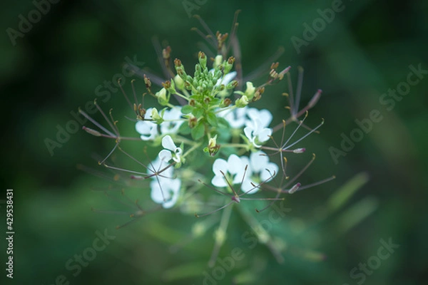 Fototapeta Beautiful white Cleome spinosa or white Spider flower in the garden.