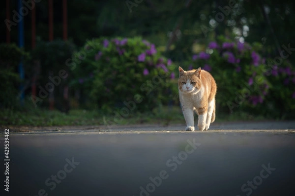 Obraz 朝陽の中を