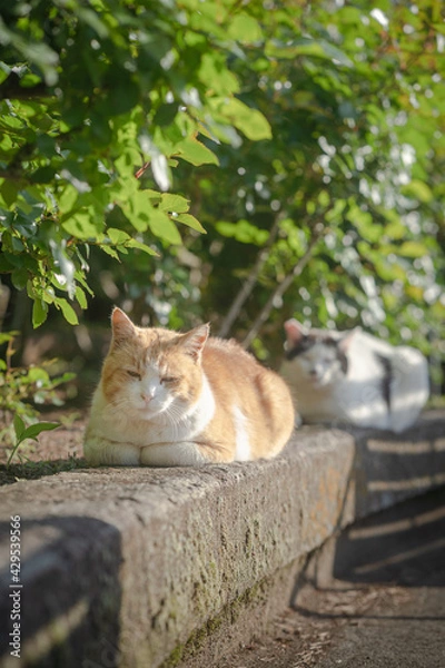 Obraz 寛ぐ茶白猫