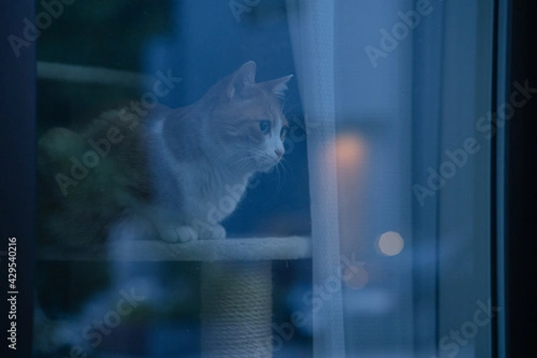 Obraz 日が暮れて