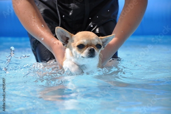 Obraz chien sauveteur 7