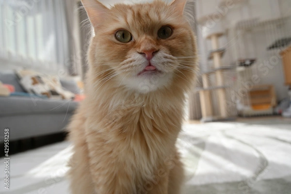 Obraz 舌を出す猫（マンチカン）