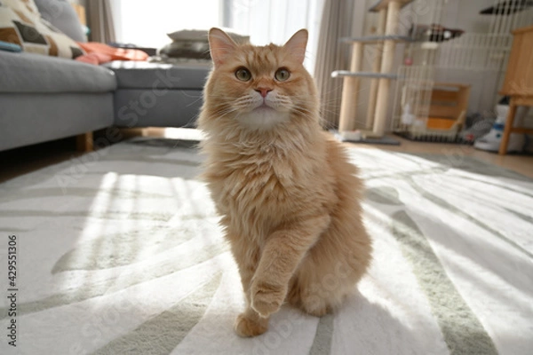 Obraz お手をする猫（マンチカン）