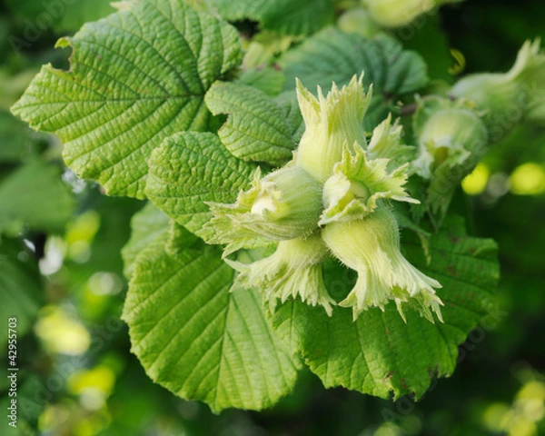 Obraz Fresh green hazelnuts